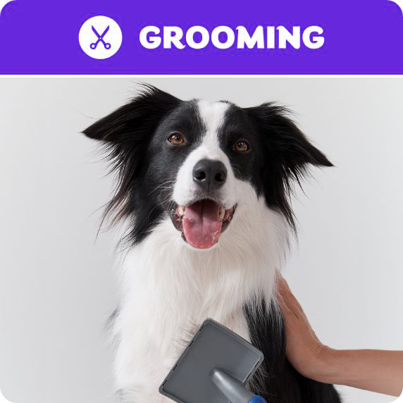 Grooming